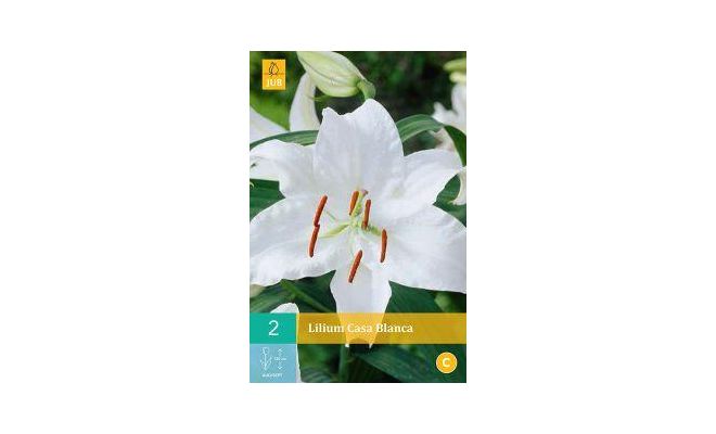 Lilium casa blanca 2st - afbeelding 1