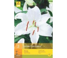 Lilium casa blanca 2st - afbeelding 2