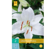 Lilium casa blanca 2st - afbeelding 3