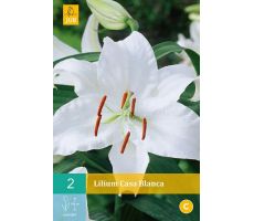 Lilium casa blanca 2st - afbeelding 4