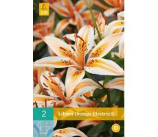 Lilium orange electric® 2st - afbeelding 1
