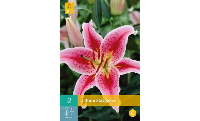 Lilium stargazer 2st - afbeelding 1