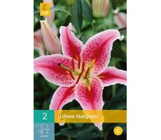 Lilium stargazer 2st - afbeelding 4