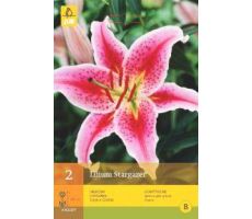 Lilium stargazer 2st - afbeelding 4