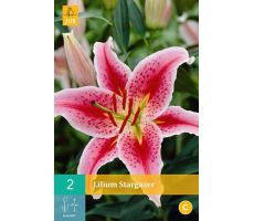 Lilium stargazer 2st - afbeelding 3