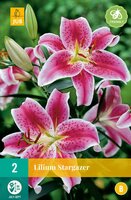 Lilium stargazer 2st