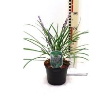 Liriope Muscari Big Blue - afbeelding 2