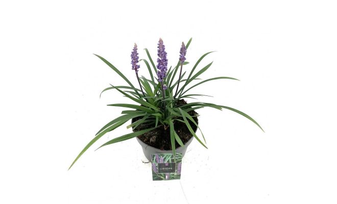 Liriope Muscari Moneymaker, pot 19 cm, h 25 cm - afbeelding 1