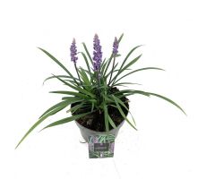 Liriope Muscari Moneymaker, pot 19 cm, h 25 cm - afbeelding 1