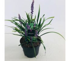 Liriope Muscari Moneymaker, pot 19 cm, h 25 cm - afbeelding 2