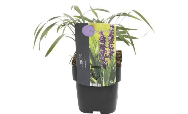 Liriope muscari Royal Purple, pot 17 cm, h 30 cm - afbeelding 1