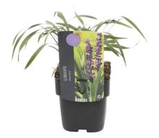 Liriope muscari Royal Purple, pot 17 cm, h 30 cm - afbeelding 1