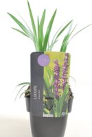 Liriope muscari Royal Purple, pot 17 cm, h 30 cm - afbeelding 2