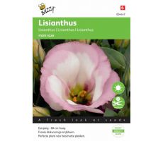 Lisianthus mini rose 25zdn