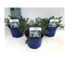 Lithodora Diffusa Heavely Blue, pot 15 cm, h 25 cm
