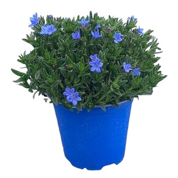 Lithodora diffusa Heavenly Blue P14