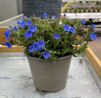 Lithodora diffusa, pot 14, h 20 cm - afbeelding 2