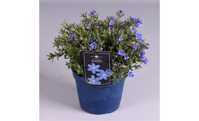 Lithodora diffusa, pot 14, h 20 cm - afbeelding 1