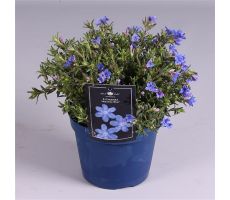 Lithodora diffusa, pot 14, h 20 cm - afbeelding 1