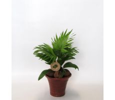 Livistona Rotundifolia (Waaierpalm), pot 17 cm, h 55 cm