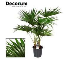 Livistona (Waaierpalm), pot 14 cm, h 30 cm - afbeelding 2