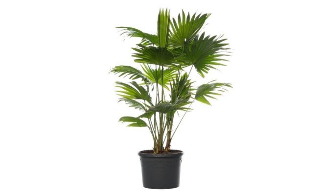 Livistona (Waaierpalm), pot 14 cm, h 30 cm - afbeelding 1