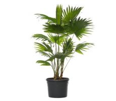 Livistona (Waaierpalm), pot 14 cm, h 30 cm - afbeelding 1