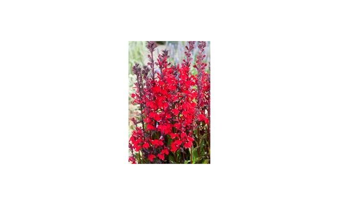 Lobelia cardinalis P9