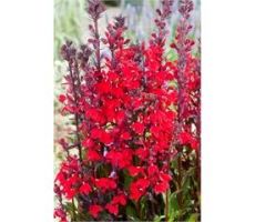 Lobelia cardinalis P9