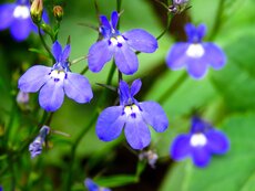 Lobelia Erinus, 6 stuks - afbeelding 2