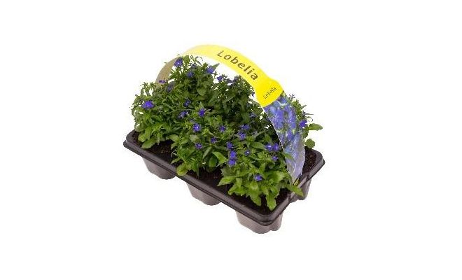 Lobelia Erinus, 6 stuks - afbeelding 1