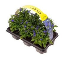 Lobelia Erinus, 6 stuks - afbeelding 1