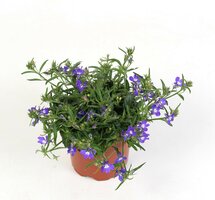 lobelia erinus 'richardii'