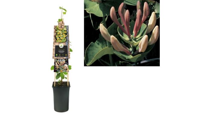 Lonicera caprifolium, klimplant in pot - afbeelding 1