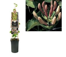 Lonicera caprifolium, klimplant in pot - afbeelding 1