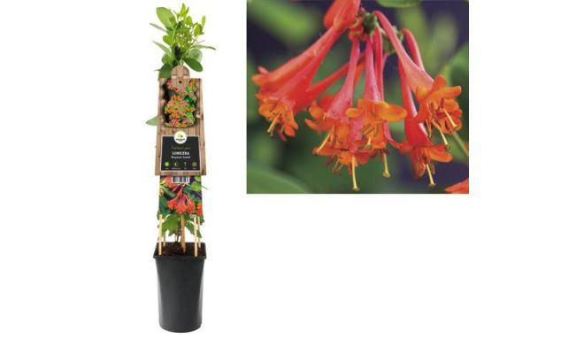 Lonicera 'Dropmore Scarlet, klimplant in pot - afbeelding 1