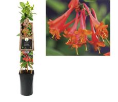 Lonicera 'Dropmore Scarlet, klimplant in pot - afbeelding 1