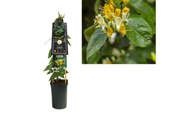 Lonicera h. Copper Beauty PBR 3.0, klimplant in pot - afbeelding 1