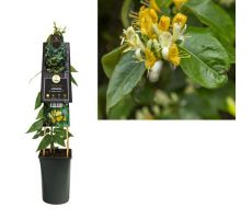 Lonicera h. Copper Beauty PBR 3.0, klimplant in pot - afbeelding 1