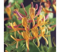 Lonicera heckrottii 'American Beauty, klimplant in pot - afbeelding 1