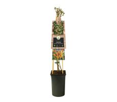 Lonicera heckrottii 'American Beauty, klimplant in pot - afbeelding 3
