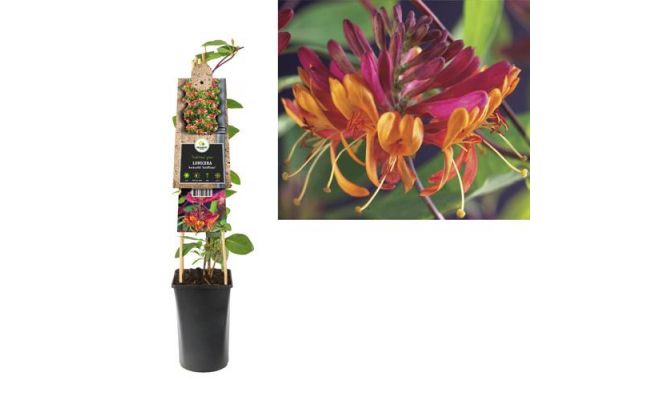 Lonicera heckrottii 'Goldflame, klimplant in pot - afbeelding 1