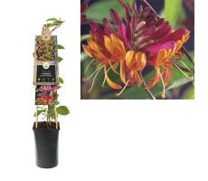 Lonicera heckrottii 'Goldflame, klimplant in pot - afbeelding 1