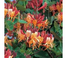 Lonicera heckrottii 'Goldflame, klimplant in pot - afbeelding 2