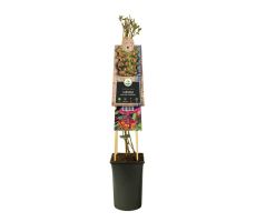 Lonicera heckrottii 'Goldflame, klimplant in pot - afbeelding 3