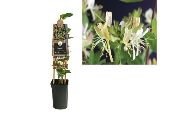 Lonicera per. 'Belgica Select, klimplant in pot - afbeelding 1