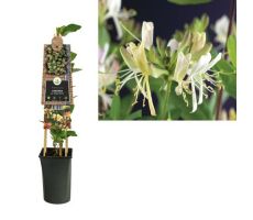 Lonicera per. 'Belgica Select, klimplant in pot - afbeelding 1