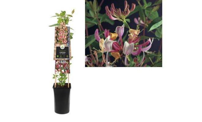 Lonicera per. Serotina P16 3.0, klimplant in pot - afbeelding 1