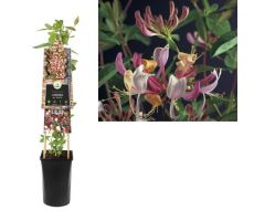 Lonicera per. Serotina P16 3.0, klimplant in pot - afbeelding 1