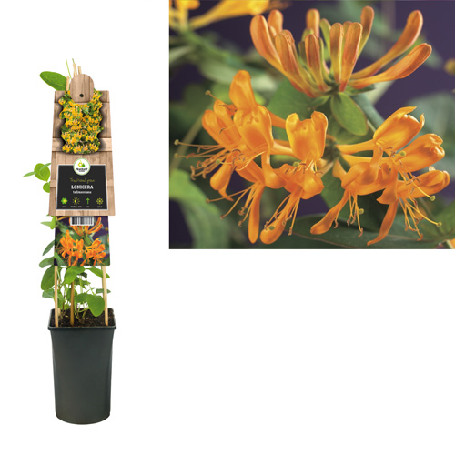 Lonicera tellmanniana P16 3.0, klimtplant in pot - afbeelding 1